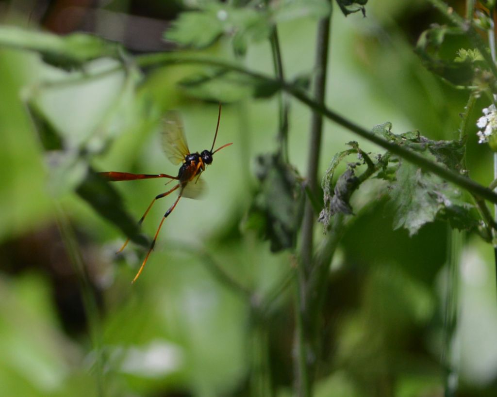 Ichneumonidae da identificare